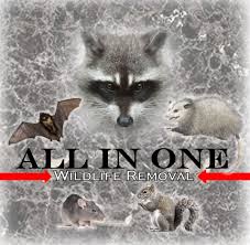 All In One Wildlife Removal LLC