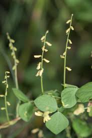 Image result for Rhynchosia