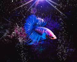 Betta fish are well known for their beautiful tails but do you know all the different betta fish tail types out there? Illuminated Blue Betta Fish Digital Art By Scott Wallace Digital Designs