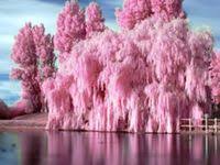 The cherry blossom trees in silk flowers will make the perfect addition for your wedding decoration. 13 Weeping Cherry Willow Ideas Weeping Cherry Tree Cherry Tree Tree