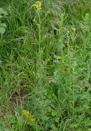 Image result for Sisymbrium burchellii