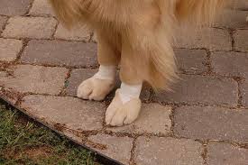 Footpad injuries are often easy to detect because the cat is liable to limp or pay exaggerated attention to the damaged pad. Pin On Puppies