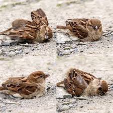 Dust Bathing Sparrow Housesparrow Sparrows Urbanbirds Birds Birdbehaviour Dustbathing Wildlife Birdwatching Bir Bird Photography House Sparrow Sparrow