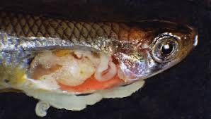 44 Western Mosquitofish Gambusia Affinis Exhibiting The Invasive Download Scientific Diagram