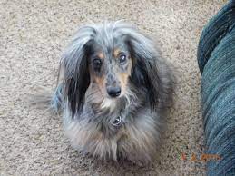 What are you waiting for, make him yours today! Sophie Our 2 Yr Old Silver Dapple Long Haired Miniature Dachshund Miniature Dachshund Dachshund Long Haired Miniature Dachshund