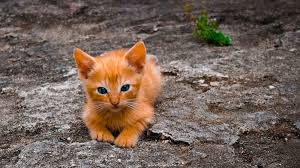 Sebagai pemiliknya, kamu juga harus memberikan perhatian lebih dalam pemberian makan untuk anak kucing peliharaanmu. 1001 Nama Untuk Kucing Piaraan Yang Lucu Dan Unik Lengkap