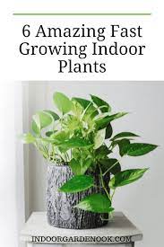17 Fast Growing Indoor Plants Garden In A Month Indoor Garden Nook Indoor Plants Low Light Fast Growing Plants Fast Growing Vines