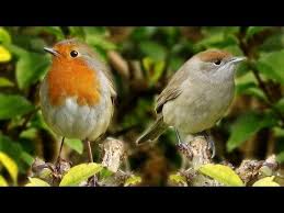 Birds For Cats To Watch 4k Relaxing Video Of Birds Chirping Singing For People Cats To Watch Nature Relaxation In Hd Cat Gif Beautiful Birds Pretty Birds