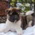 Akita Puppies for Sale - Akita Dog Breed Profile ...