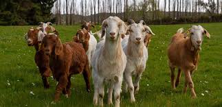Kid Goat Rearing North Canterbury Vet Clinics