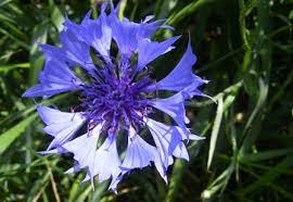 Check spelling or type a new query. The Secret Symbolism Of Ukrainian Flowers