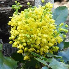 Maybe you would like to learn more about one of these? Mahonia Repens Creeping Mahonia