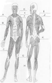 Muscle anatomy of a cat. Printable Muscle Anatomy Chart Dr Will Mccarthy S Science Site Major Muscles Of The Body Find Download Free Graphic Resources For Anatomy Muscle Decorados De Unas