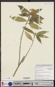 Image result for Dracaena camerooniana