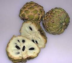 Image result for Annona squamosa