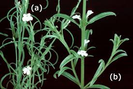 Image result for Striga baumannii