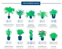 Air Filtering Plant Guides Purifying House Plants