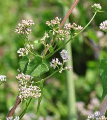 Image result for Mikania