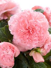 Image result for Begonia princeae