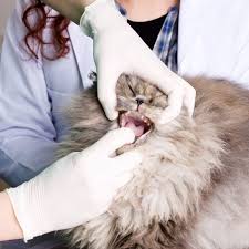 If you suspect any symptoms of a pus cavity or abscess forming under your cat's tooth, go to your vet as soon as possible. How To Treat Bad Breath And Drooling In Cats