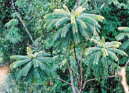 Image result for Xylia africana