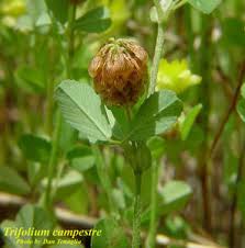 Image result for Trifolium campestre