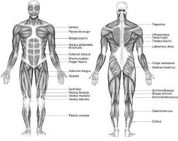 Short video of the anterior thigh muscles of the lower this muscular system chart shows in detail the deep layers of muscle on the back side of your body. Https Www Cabarrus K12 Nc Us Site Handlers Filedownload Ashx Moduleinstanceid 68833 Dataid 265555 Filename Muscles 20 20workbook Pdf