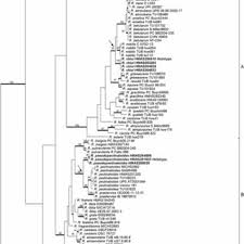 Image result for Russula perlactea