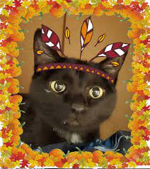 All About Cats Home Facebook
