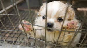 It is sold across the country and in several other countries. Seven Ways You Can Stop Puppy Mills The Humane Society Of The United States