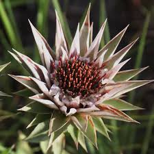 Image result for Macledium zeyheri