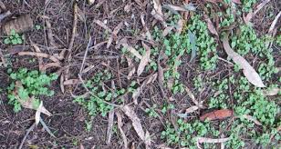 Hirsuta means hairy or hirsute. Worst Weeds The Blackburn Creeklands