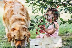 Les Chiens Peuvent Ils Manger Des Fruits
