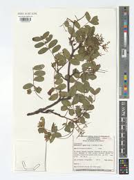 Image result for Schinopsis