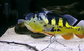 Ikan cupang saat ini banyak menyita perhatian. Jenis Dan Harga Ikan Peacock Bass Terbaru Tahun 2021