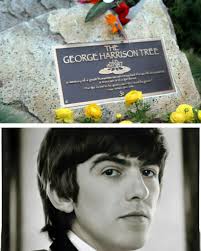 George Harrison was the youngest member of The Beatles, often overshadowed  by the more extroverted personalities of John Lennon and Paul McCartney.  However, his contributions to the band were immense. As the