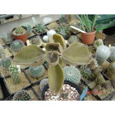 Image result for Kalanchoe lateritia