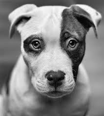 Baby Pitbull Dog Black And White Best Dogs Ever Baby Dogs Cute Animals Animals