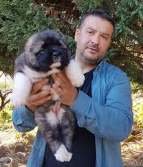 Satilik Kafkas Coban Kopegi 232305 Bikopek Com