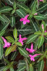 Image result for Ruellia makoyana