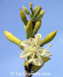 Image result for Adenolobus