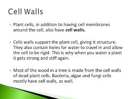 Maybe you would like to learn more about one of these? Animal Cellplant Cell Belonging To Both Plant And Animal Cells Ppt Download