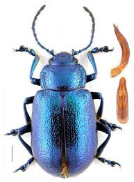 Image result for Chrysochloa