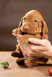 Pin By Tom Foster On Vizsla Love Vizsla Dogs Vizsla Cute Puppies