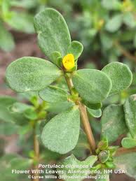 Image result for Portulaca centrali-africana