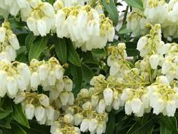 Image result for Pieris japonský debutante obrázek