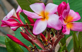 Hawaiian tropical flower arranging book. Plumeria Passion Popular In Hawaii The Tropical Plants Also Can Thrive In Socal Daily News