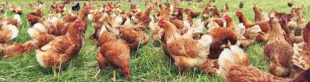 This can increase the chance of a person becoming. A Peck Of Prevention For Salmonella Scratch And Peck Feeds Organic Non Gmo Soy Free