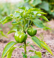 Nighttime temperatures below 60 f or above 75 f can reduce fruit set. What Causes Bitter Peppers Reasons Your Bell Peppers Are Bitter