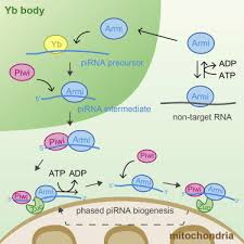 Wir berichten über alle facetten des stadtgeschehens: Distinct And Collaborative Functions Of Yb And Armitage In Transposon Targeting Pirna Biogenesis Sciencedirect